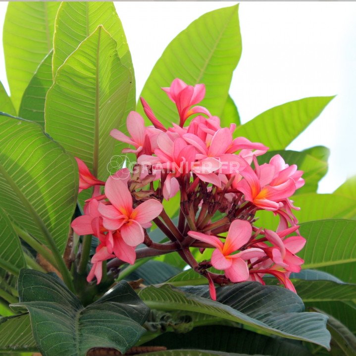 Common frangipan, temples flower, Plumeria Rubra mixture image